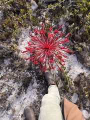 Brunsvigia orientalis