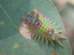 Doratifera oxleyi