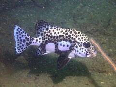 Plectorhinchus chaetodonoides