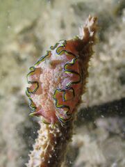 Glossodoris
