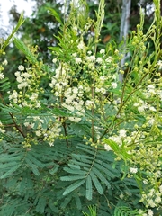Acacia parvipinnula