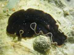 Pseudobiceros hancockanus