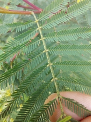 Acacia parvipinnula
