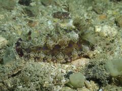 Dendrodoris krusensternii