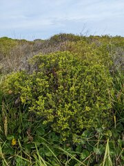 Banksia ericifolia