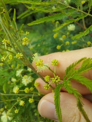 Acacia parvipinnula