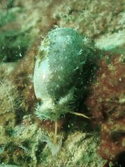 Erronea cylindrica