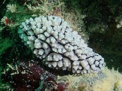 Phyllidiella pustulosa