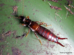 Nesogaster halli