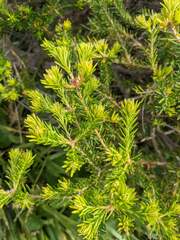 Banksia ericifolia