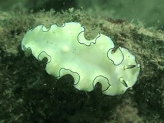 Doriprismatica atromarginata