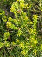Banksia ericifolia