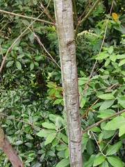 Acacia parvipinnula