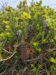 Banksia ericifolia