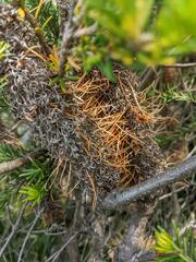 Banksia ericifolia