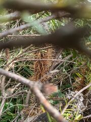 Banksia ericifolia
