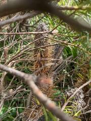 Banksia ericifolia