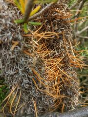 Banksia ericifolia