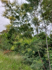 Acacia parvipinnula