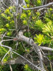Banksia ericifolia