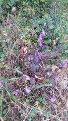 Elsholtzia splendens