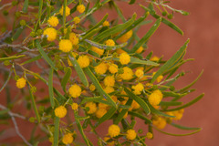 Acacia ligulata