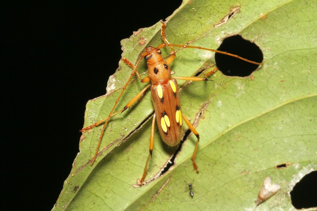 Eburodacrys sanguinipes
