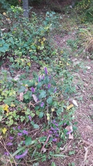 Elsholtzia splendens