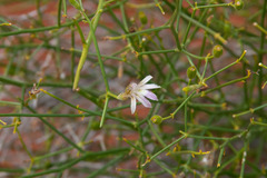 Scaevola depauperata