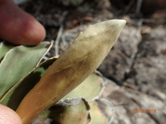 Celmisia hieraciifolia