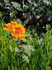 Lantana camara