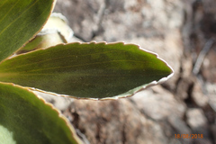 Celmisia hieraciifolia