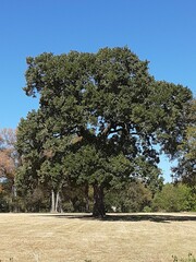 Quercus stellata