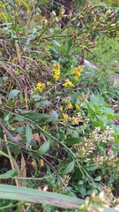 Solidago virgaurea