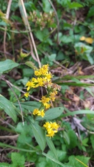 Solidago virgaurea