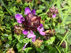 Prunella vulgaris