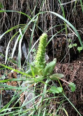 Orostachys malacophylla