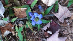 Gentiana scabra buergeri