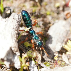Diamma bicolor