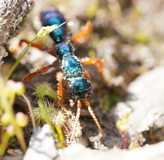 Diamma bicolor