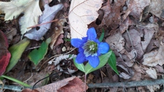 Gentiana scabra buergeri