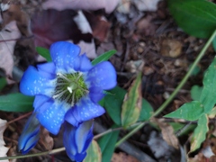 Gentiana scabra buergeri