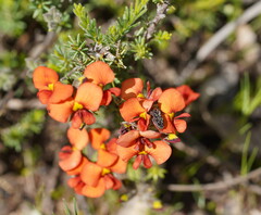 Dillwynia hispida