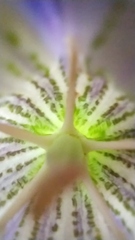 Gentiana scabra buergeri