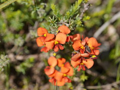 Dillwynia hispida