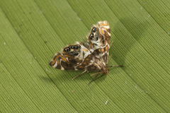 Acentropinae