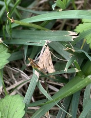 Spilomelinae