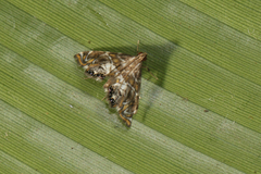 Acentropinae