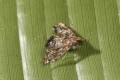 Acentropinae