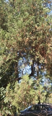 Cupressus